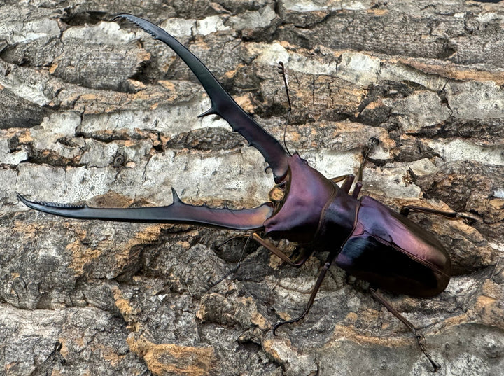 【美麗】《メタリフェルホソアカ 85mm ペア》セルヴォラン氏ブリード個体