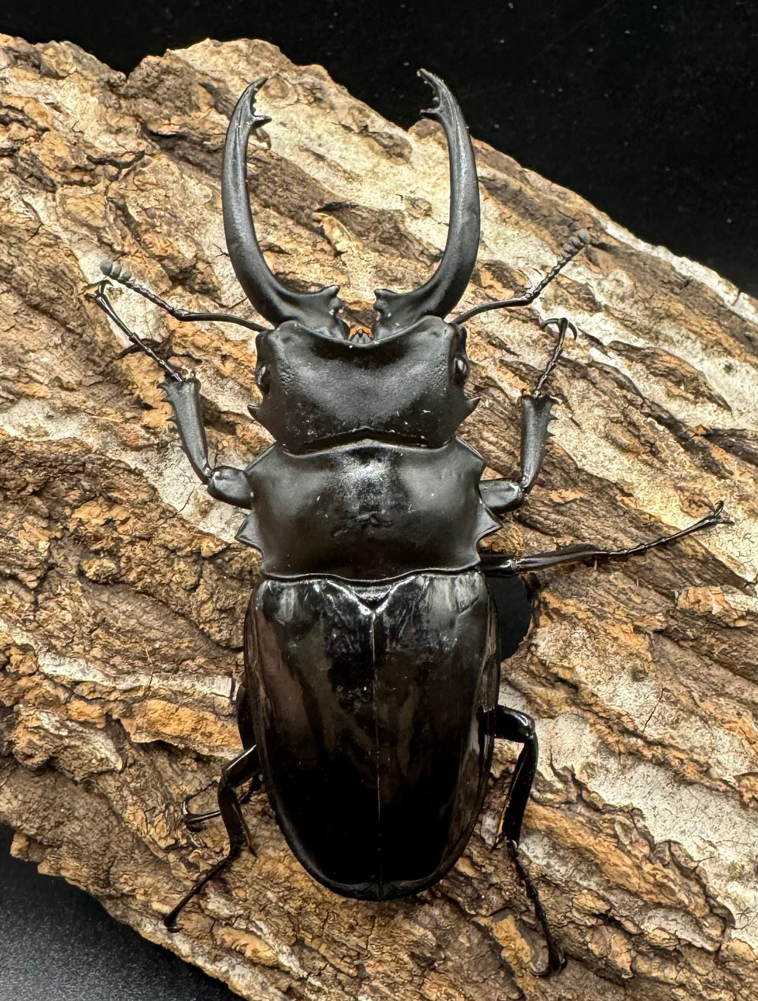 【WD】《ダールマンツヤクワガタ亜種celebensis 81.5mm ペア》