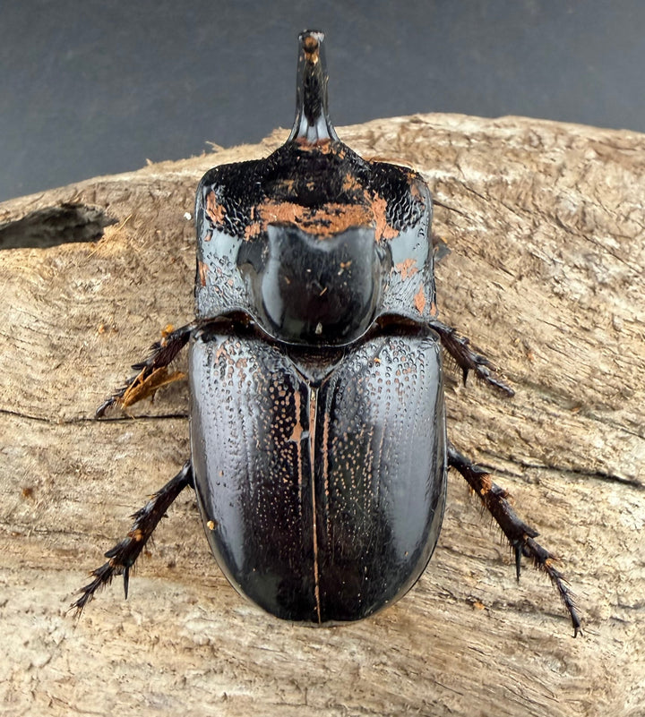 【WD】《マルタバンメンガタカブト 60mm A'品ペア》