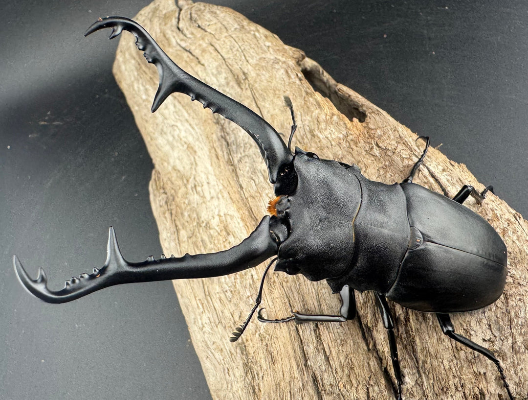 【WD】大型《 ギラファノコギリ亜種ケイスケ 106.5mm ペア》