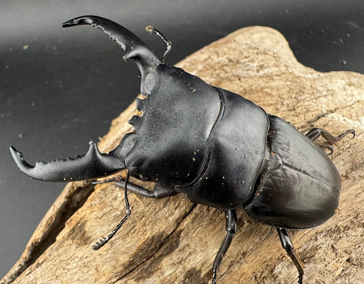 【WD】《パラワンオオヒラタ ロハス産 78mm ペア》