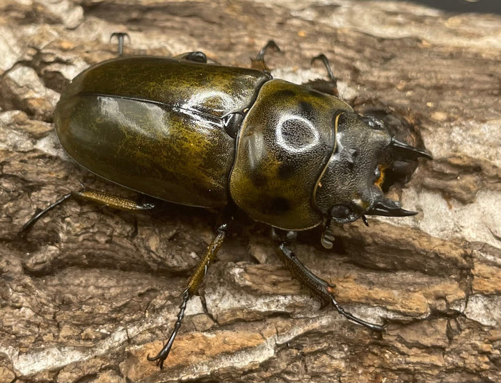 《ババオウゴンオニクワガタ 57mm ペア》