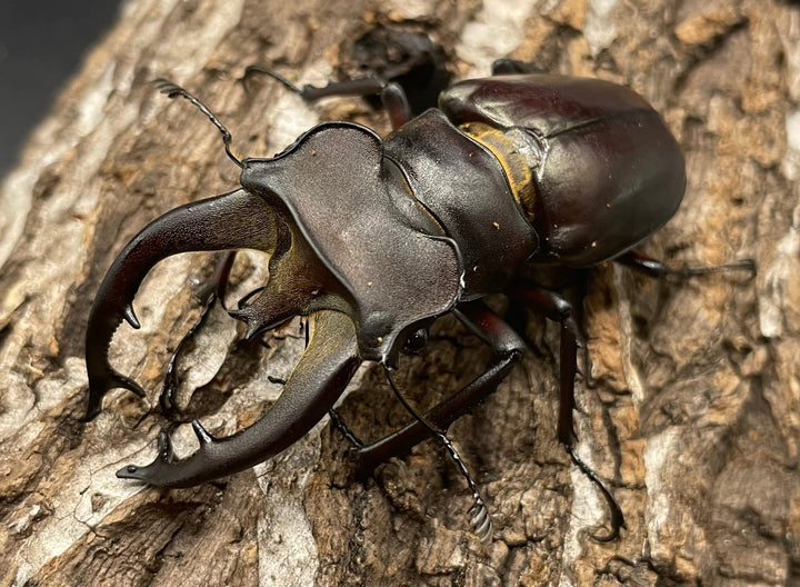 【WD】《フライミヤマクワガタ 70mm A’ペア》