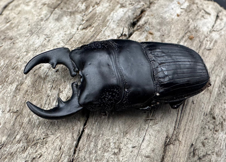 【WD】《フィリピンネブト亜種バンガイエンシス 34.5mm ペア》