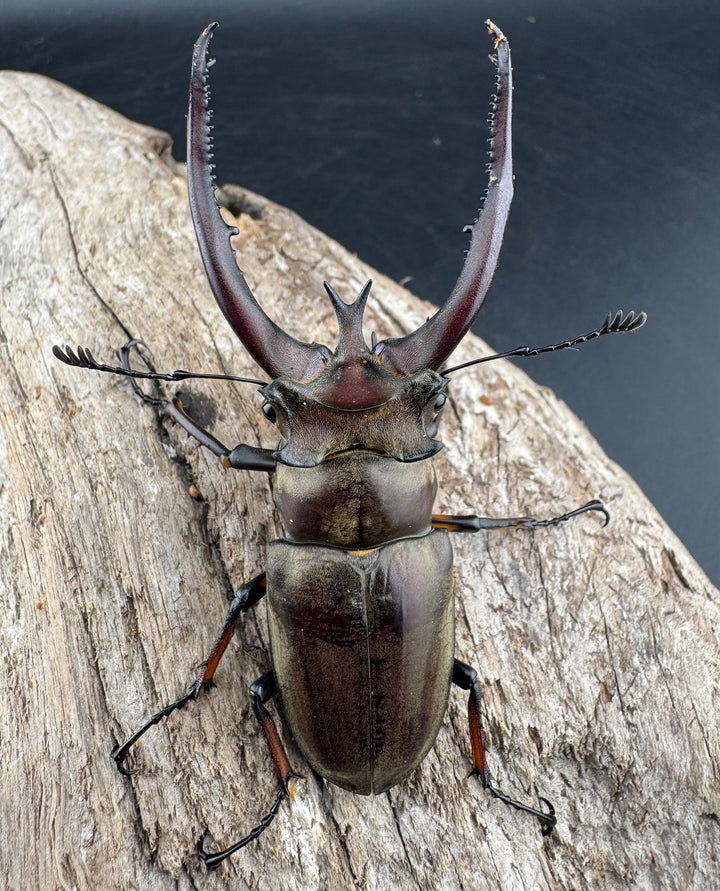 【WD】《プラネットミヤマクワガタ 76mm ペア》