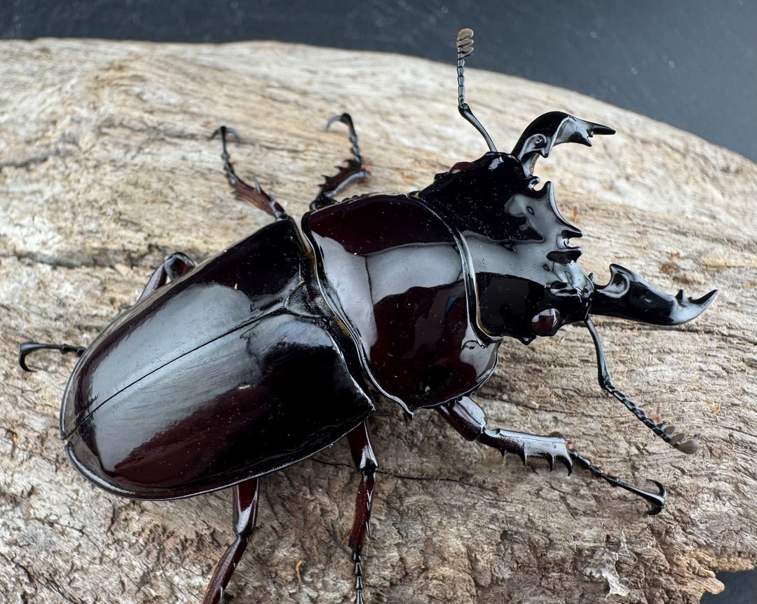 【赤目】《赤レギウスオオツヤクワガタ 魔閃紅血統 58mm ペア》inohiro109氏ブリード個体