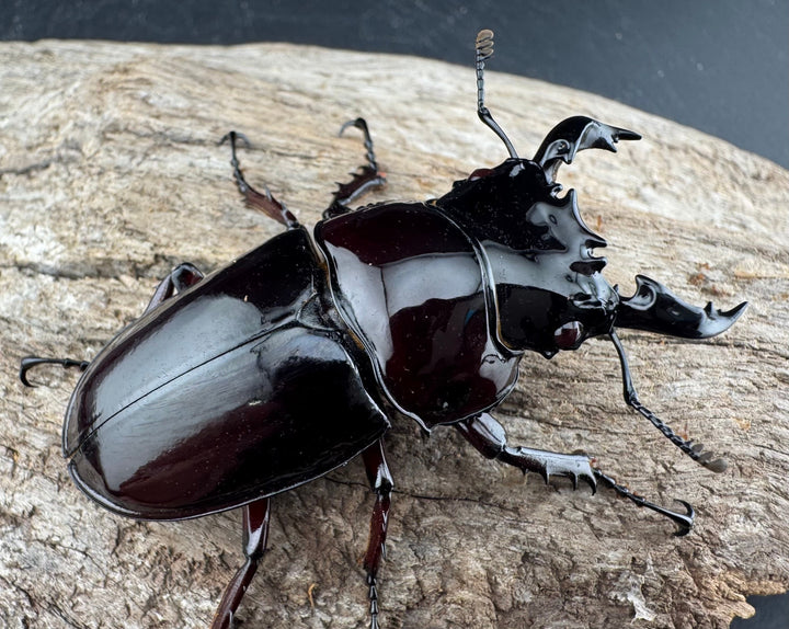 【赤目】《赤レギウスオオツヤクワガタ 魔閃紅血統 58mm ペア》inohiro109氏ブリード個体