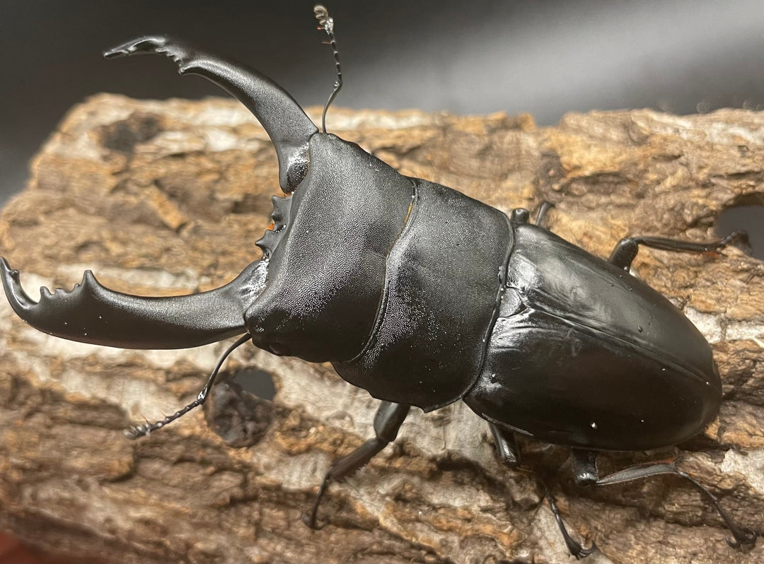 【WD】大型《南カマリネスヒラタ 93mm ペア》