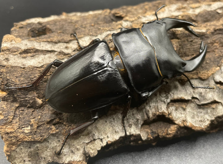 《ホペイオオクワガタ SL血統 74mm ペア》