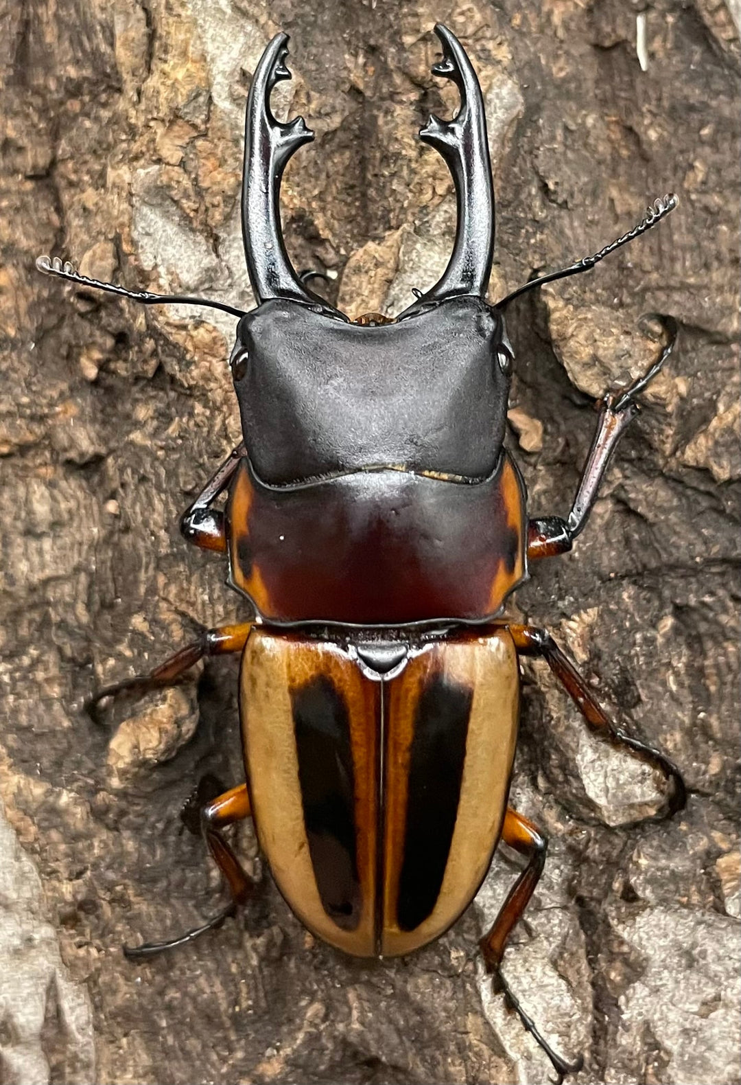 【WD】超特大《ラテラリスノコギリ亜種マイリーン 57mm ペア》