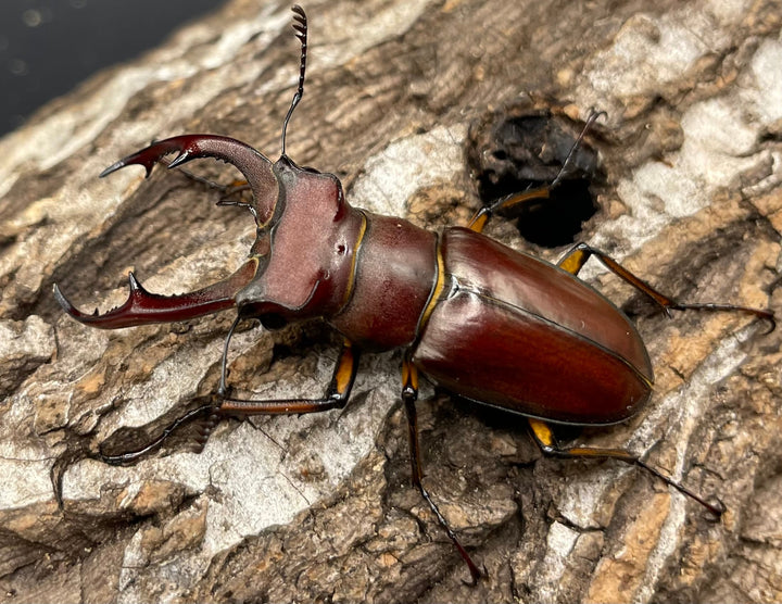 【WD】《ジュシャンミヤマ 49mm ペア》