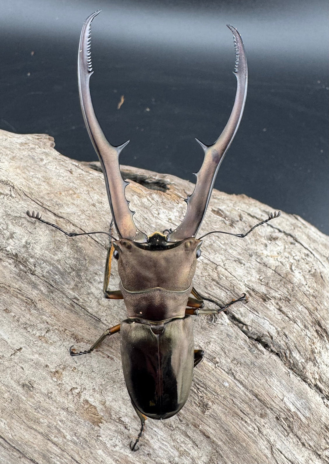 【WD】《メタリフェルホソアカ亜種finae 83.5mm ペア》