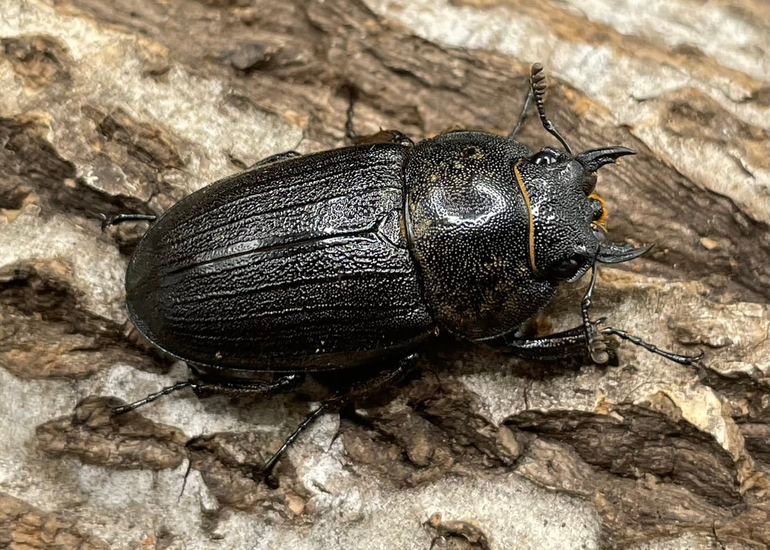 【WD】《アマミノコギリ 70mm ペア》