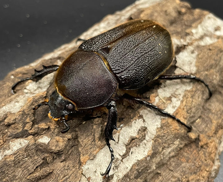 《ヘラクレス・ヘラクレス 126mm ペア》