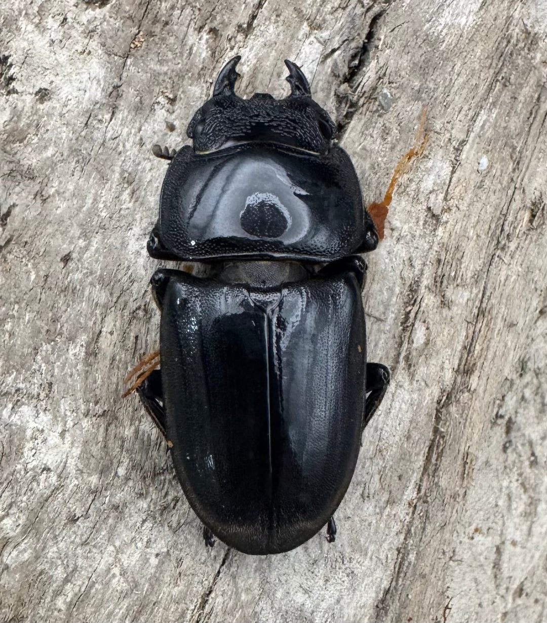 【WD】《東ペレンヒラタクワガタ 70mm ペア》