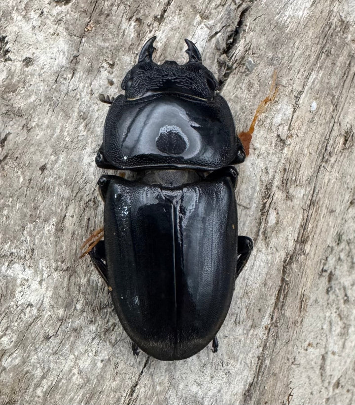 【WD】《東ペレンヒラタクワガタ 70mm ペア》