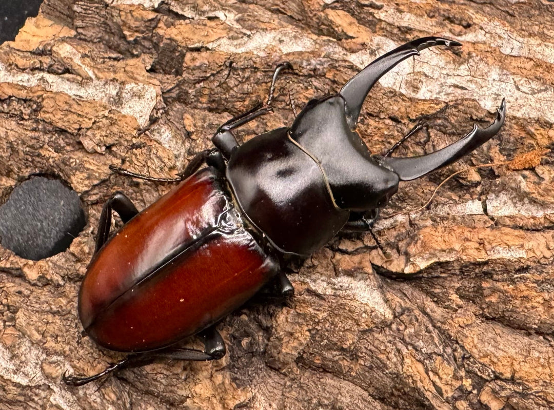 【WD】《マクレイコクワ 57mm ♂♀♀トリオ》