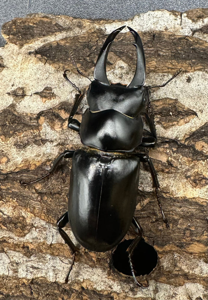 【WD】《ブラナウンコクワ 福貢県産 51mm ペア