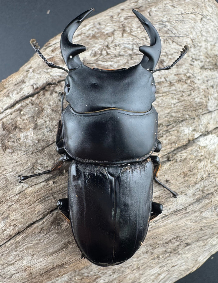 【WD】《グランディスオオクワ原名亜種 63mm A'品ペア》