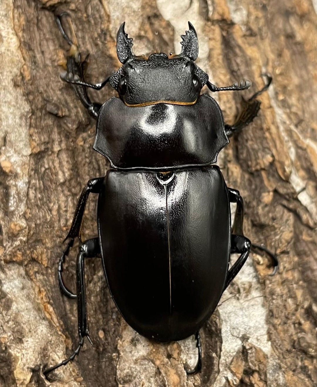 【WD】《アルケスツヤクワガタ 81mm A’品ペア》