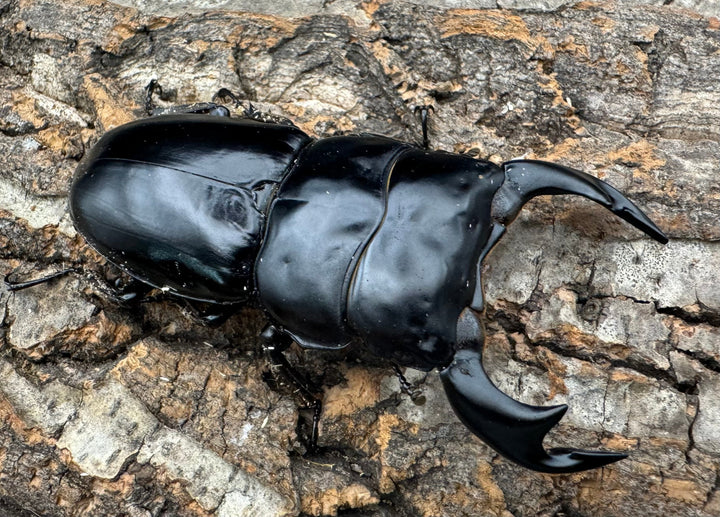 《インドアンタエウス サディア産 80mm ペア》