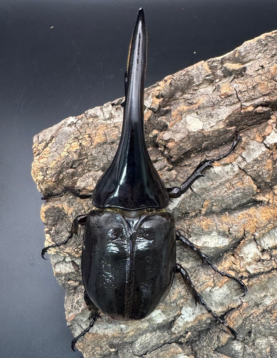 《ヘラクレス・ヘラクレス 146mm ペア》