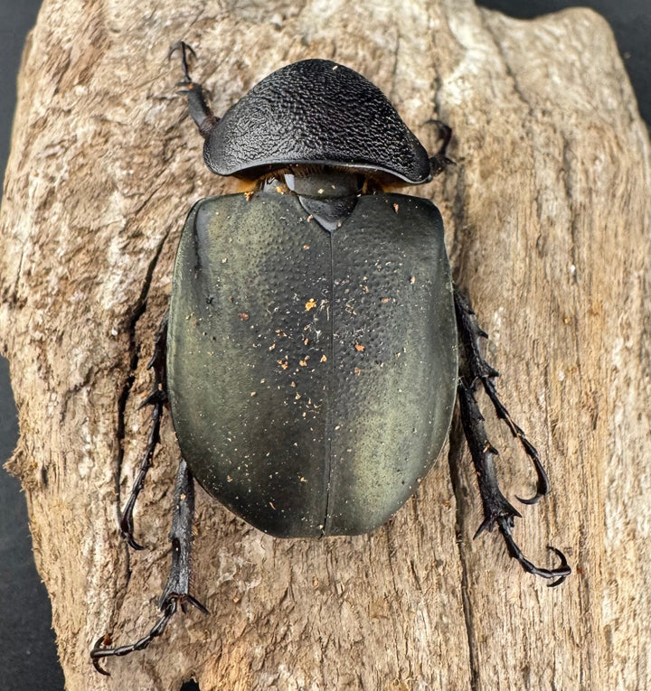 【WD】《ミンダナオアトラスオオカブト マラグサン産 95mm ペア》