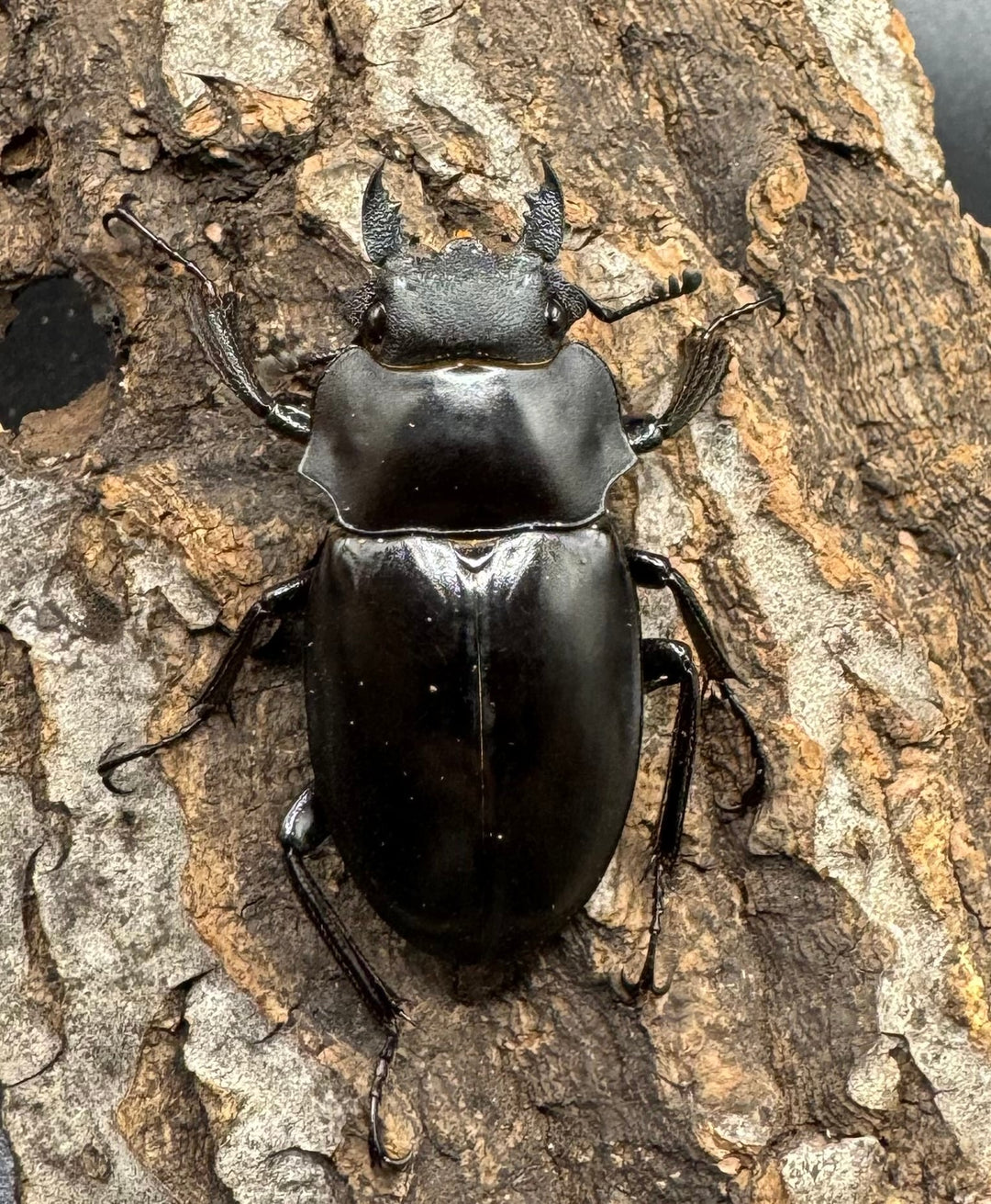 【WD】《アルケスツヤクワガタ 71mm ペア》