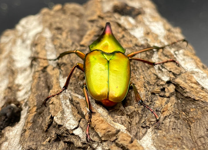 【WD】美麗種《ロドリゲスヒメカブトハナムグリ 32mm ペア》