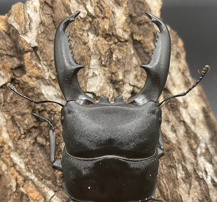 【WD】大型《ミンダナオヒラタ 90mm ペア》