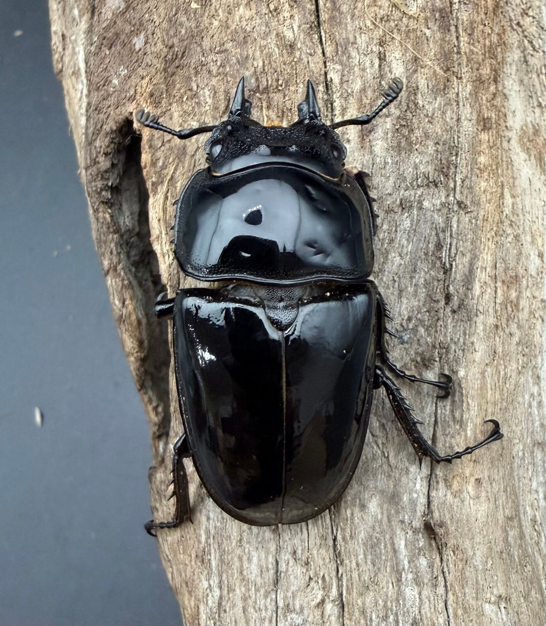 《レギウスオオツヤクワガタ 69mm ♂♀♀トリオ》