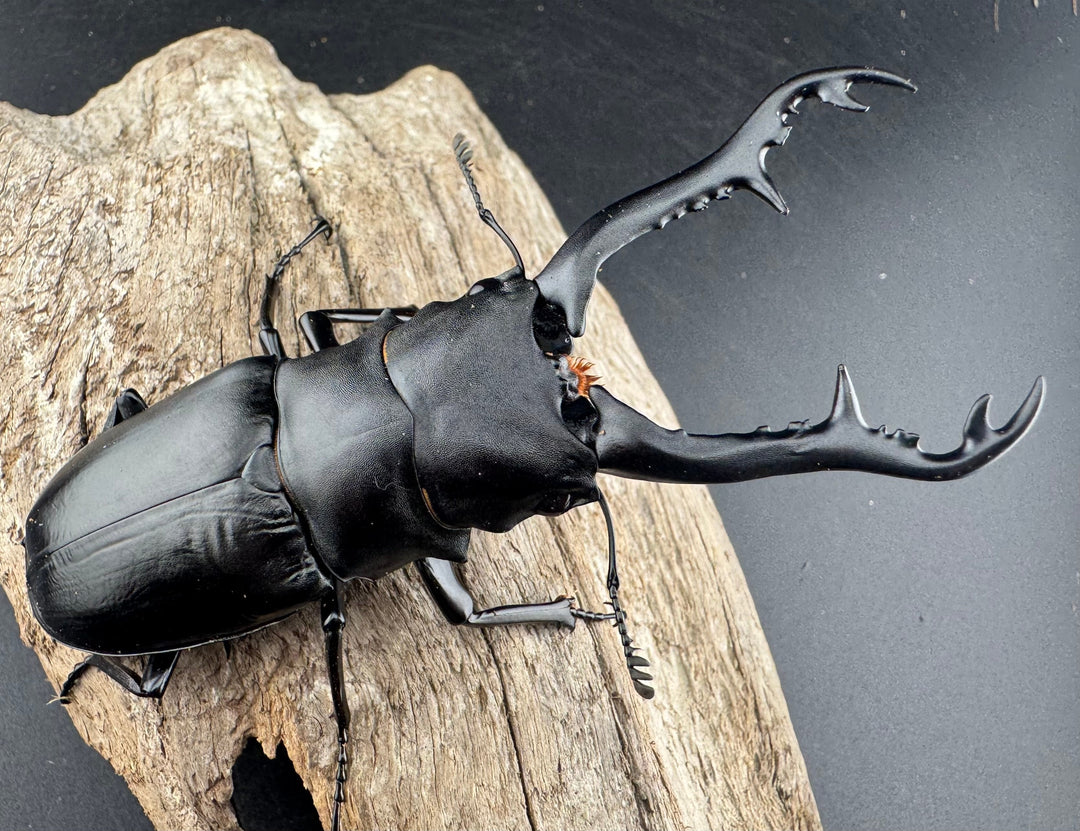 【WD】《 ギラファノコギリ亜種ボロブドゥール 96mm ペア》