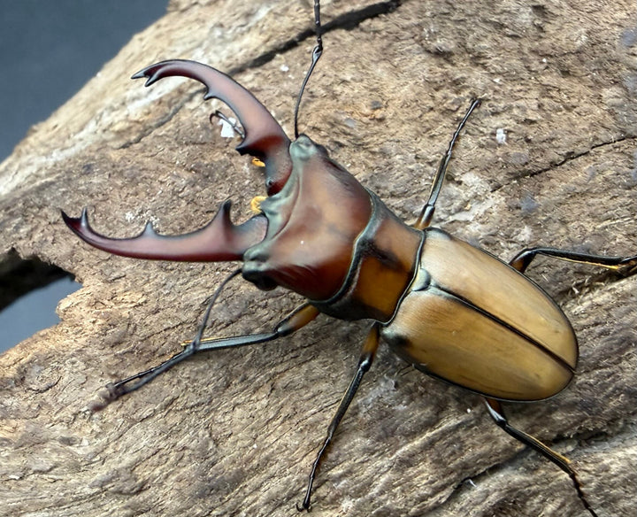 【F0】《エルサホソアカ 剣河県産 31.5mm ペア》
