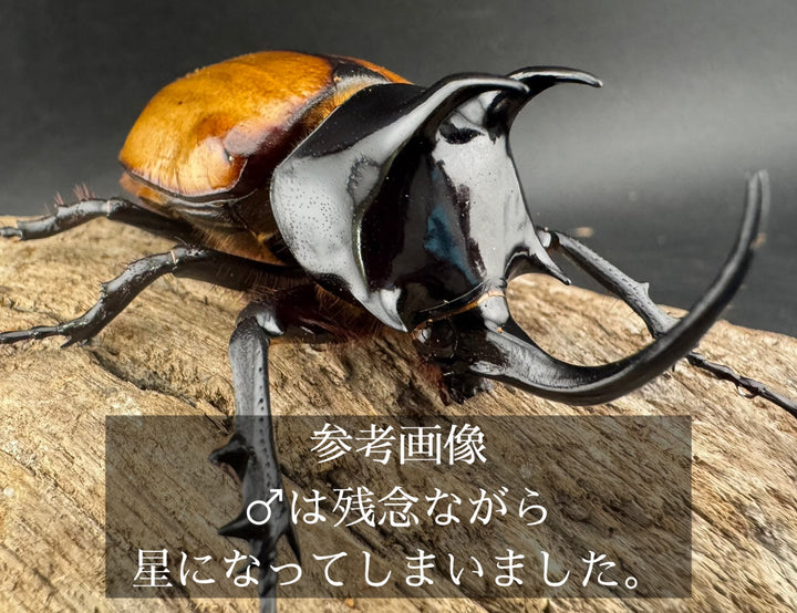 【WD】《スキットゴホンツノカブト 50-55mm前後 ♀単》