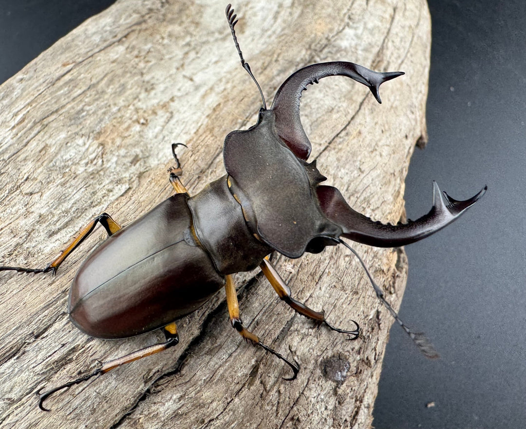 【WD】《フェアメイルミヤマ 雅安市産 57.5mm ペア》