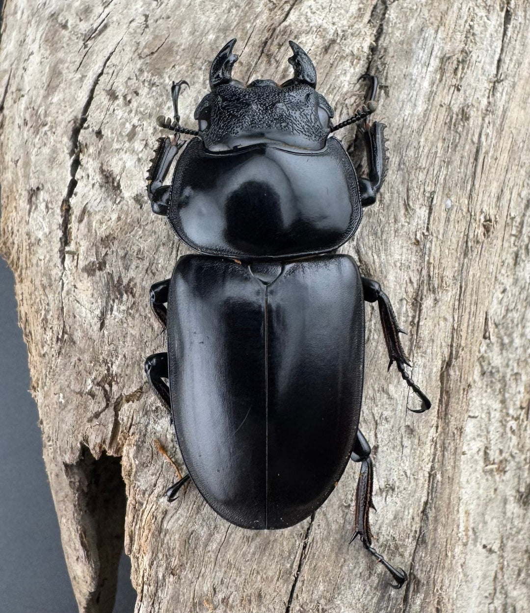 【WF1】《アンタエウスオオクワ カオバン産 80mm ペア》