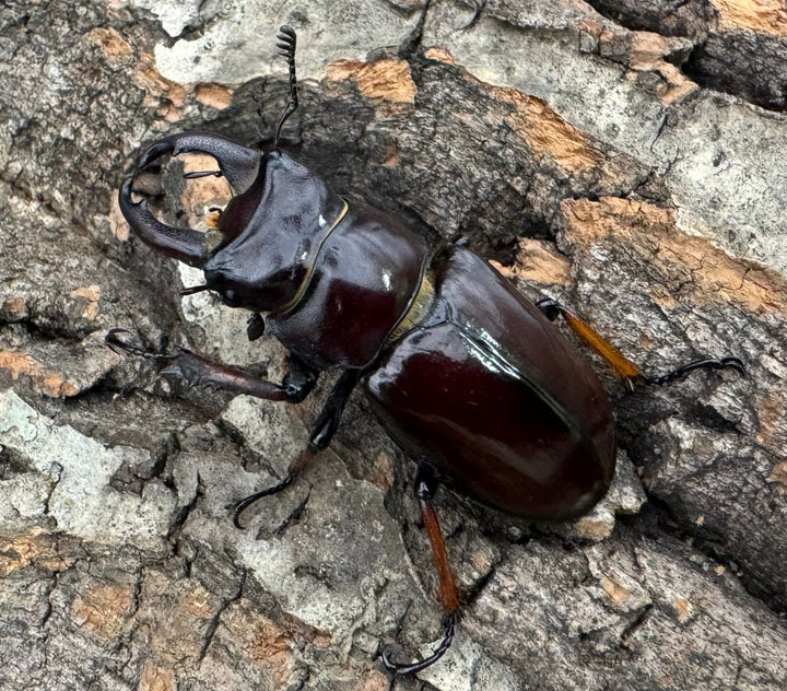 【WD】《イミタトールミヤマ（イミテーターミヤマ） 大型 ペア》