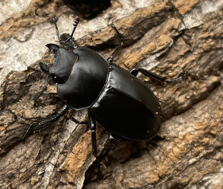 【WD】《チュウゴクマルバネクワガタ原名亜種 ♀単》