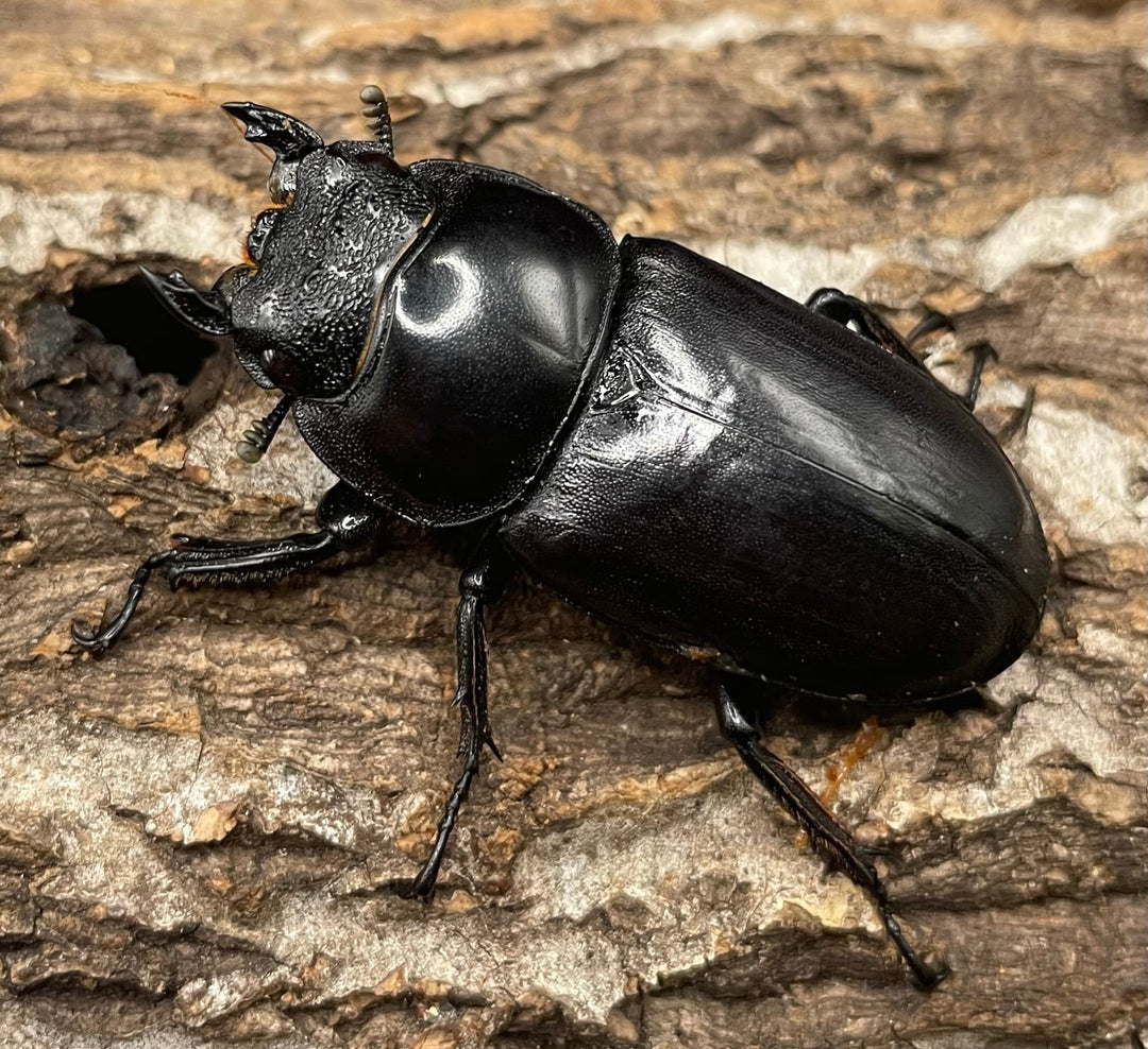 極太系《マレーアンタエウスオオクワ 70mm ペア》