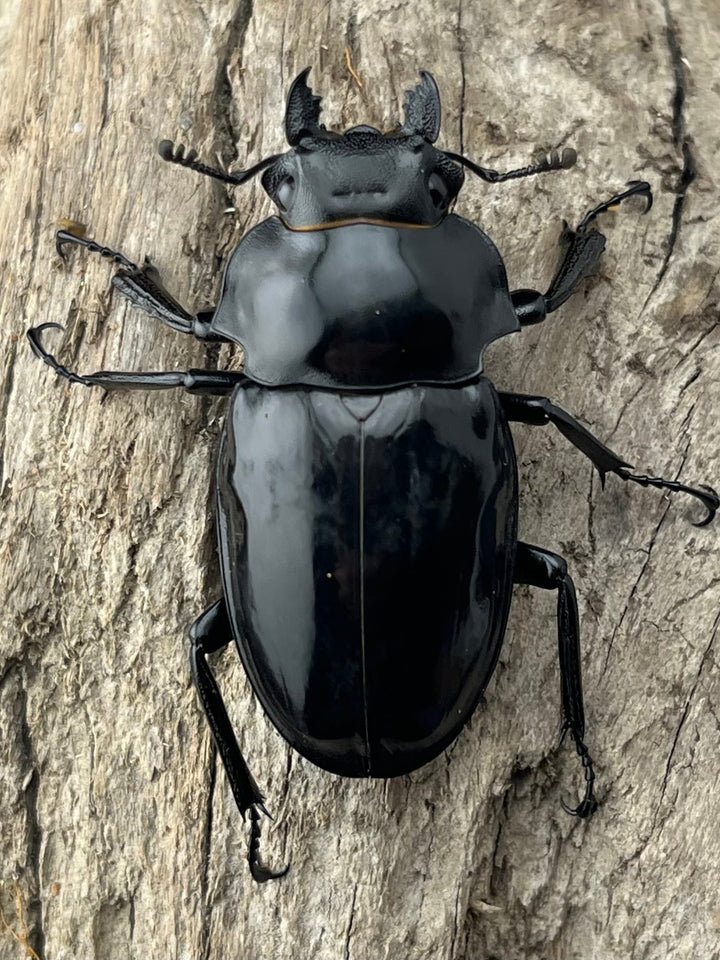 【WD】《ダールマンツヤクワガタ亜種celebensis 83mm ペア》