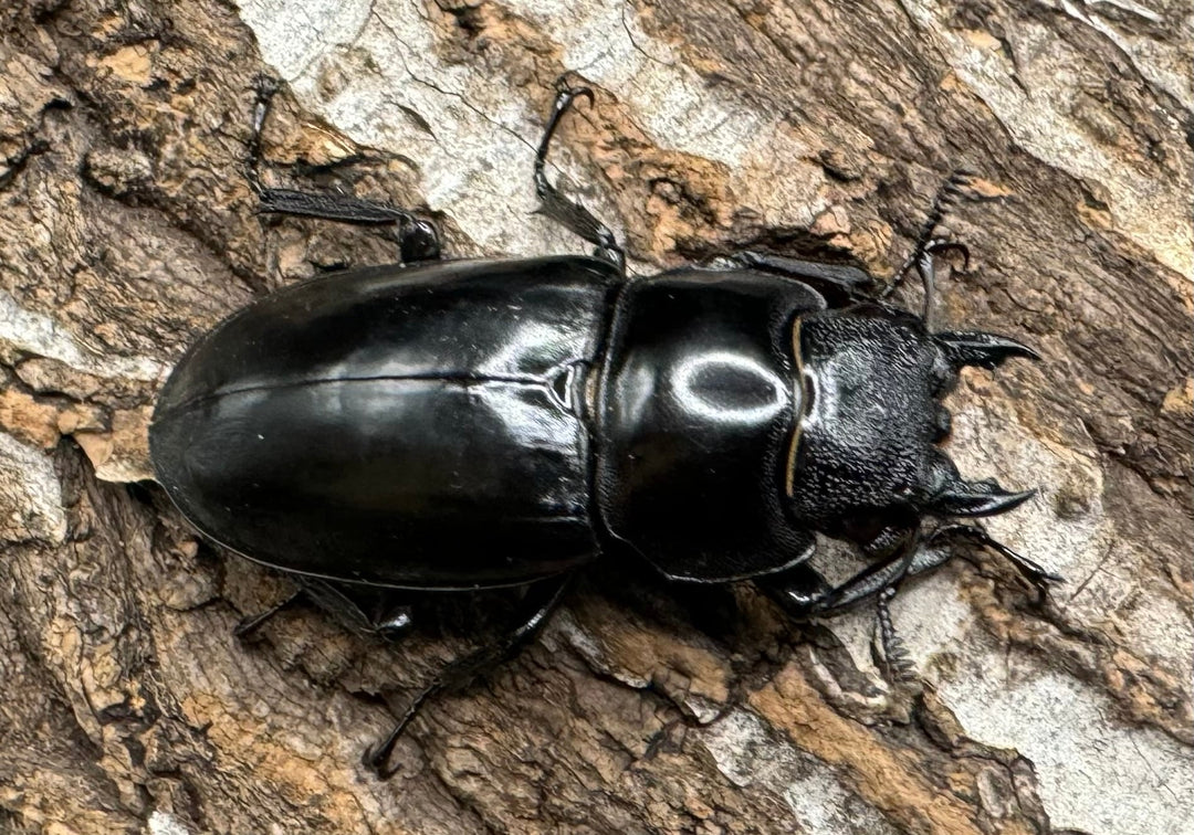 【WD】《セアカフタマタ（パリーフタマタ） 80mm ペア》