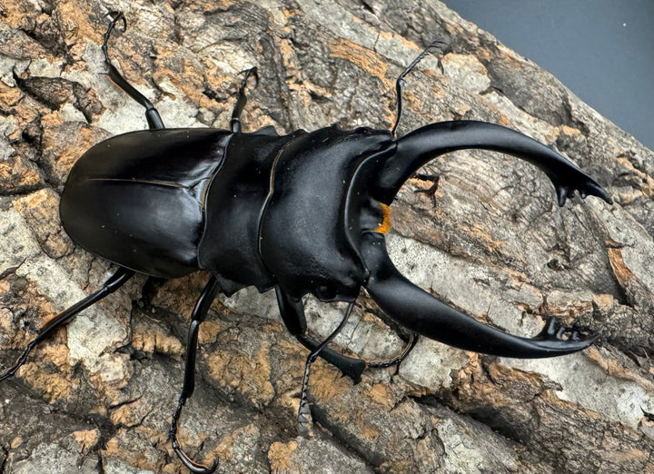 【WD】大歯《アルケスツヤクワガタ 90mm ペア》