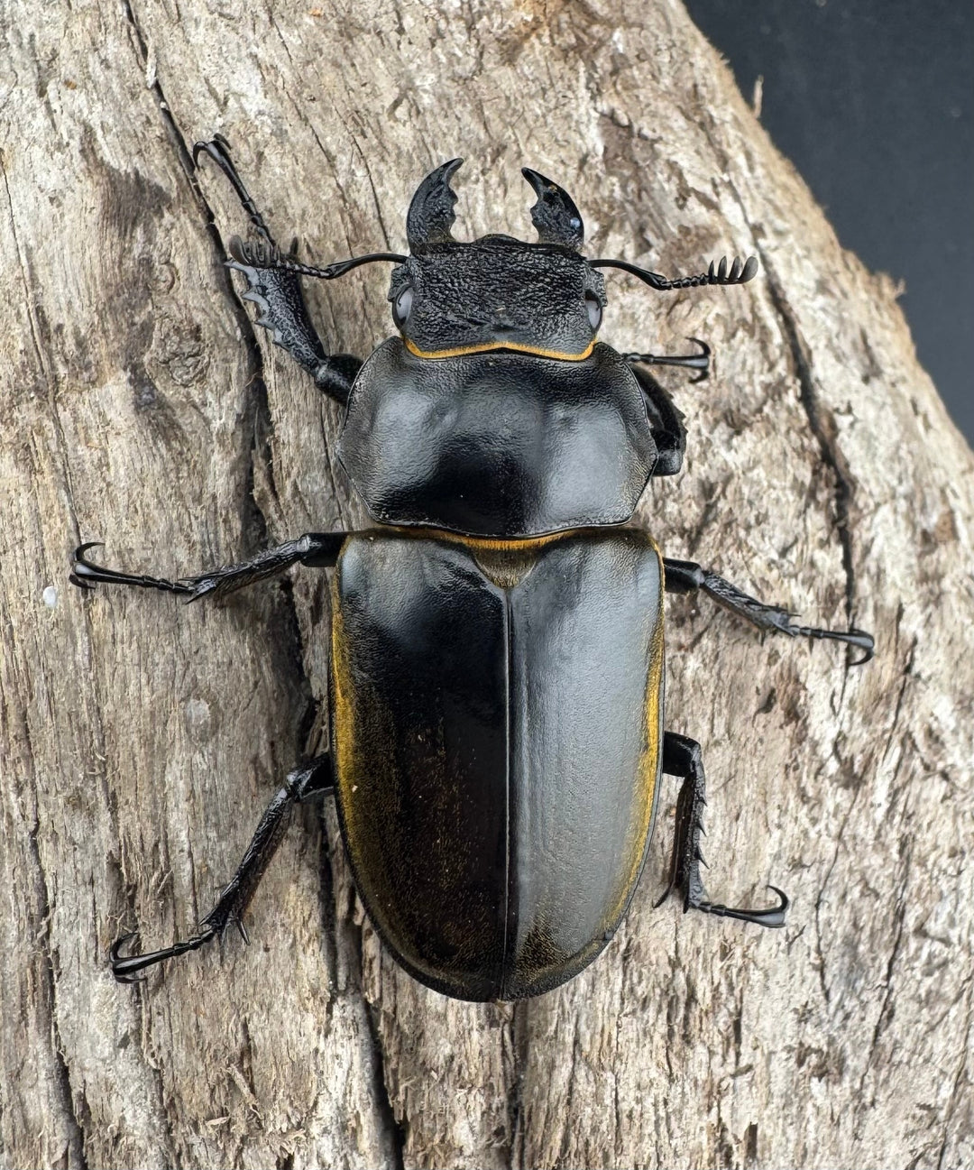 【WD】《フルキフェルミヤマ 74mm ペア》