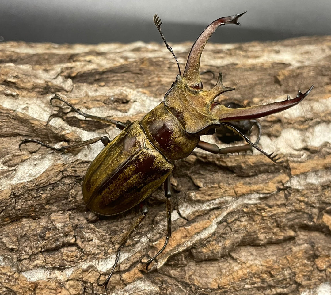 【WD】《ビクトリウスミヤマクワガタ 60mm ペア》