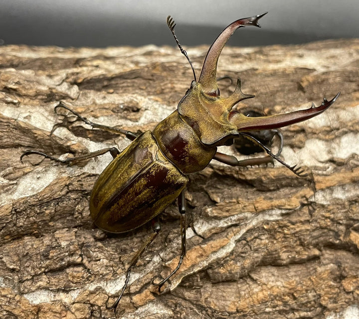 【WD】《ビクトリウスミヤマクワガタ 60mm ペア》