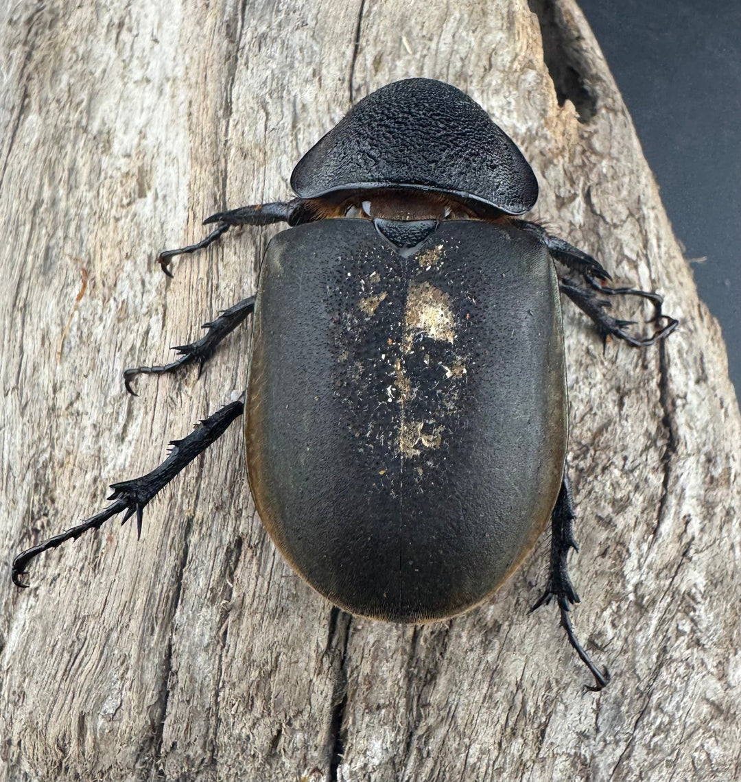 【WD】《アトラスオオカブト原名亜種 パロロ パル産 87mm ペア》