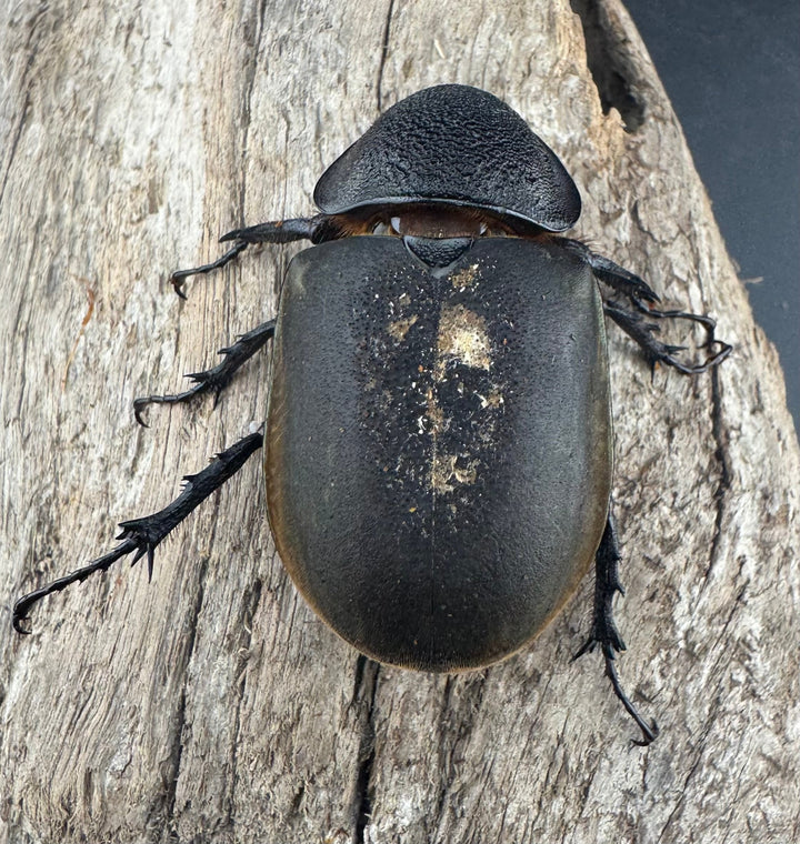 【WD】《アトラスオオカブト原名亜種 パロロ パル産 87mm ペア》