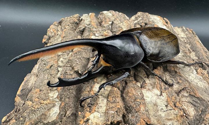 《ヘラクレス亜種オキシデンタリス 137mm ペア》