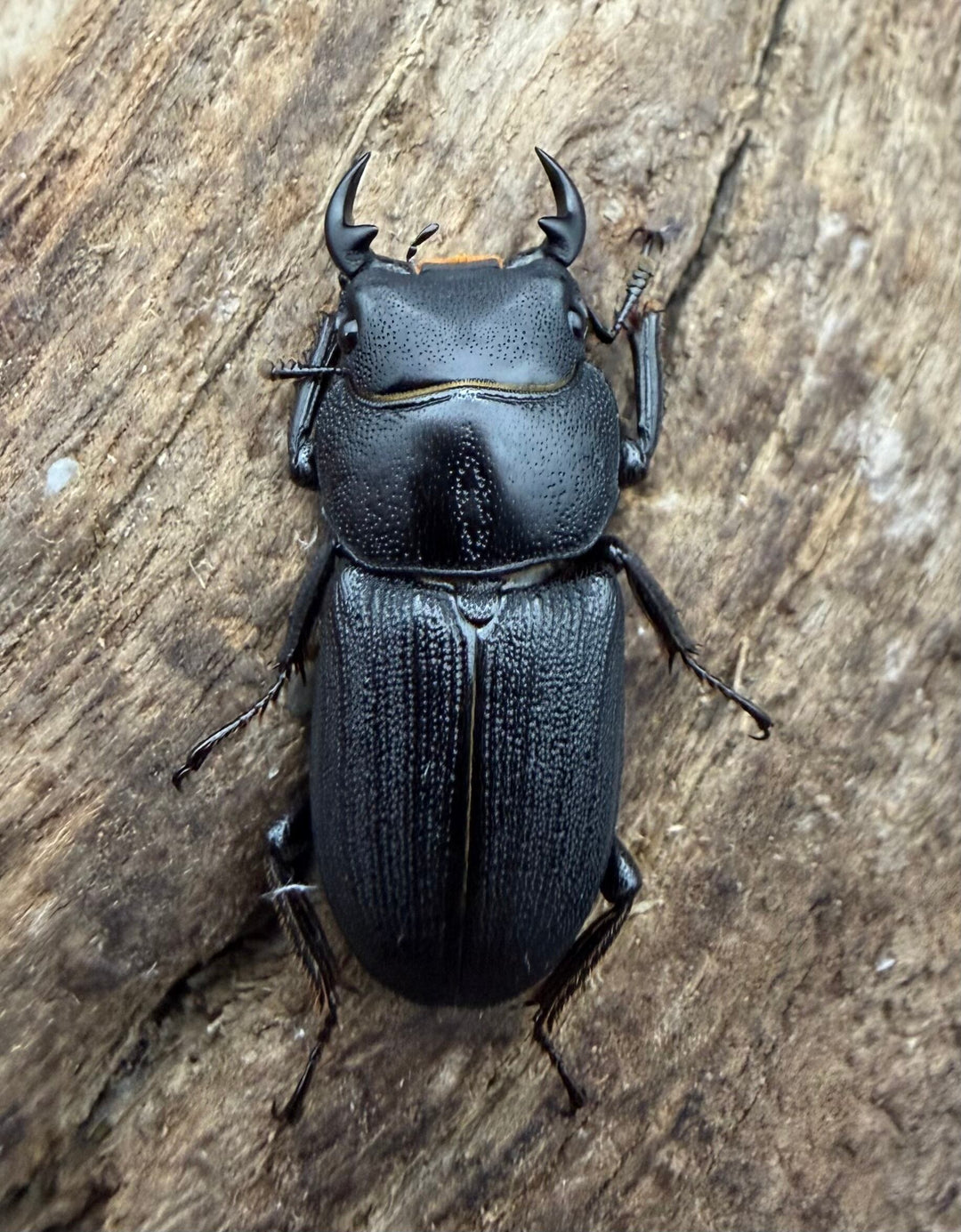 【WD】《ドルクス zhouchaoi（メンシウス ssp.） 24mm ペア》