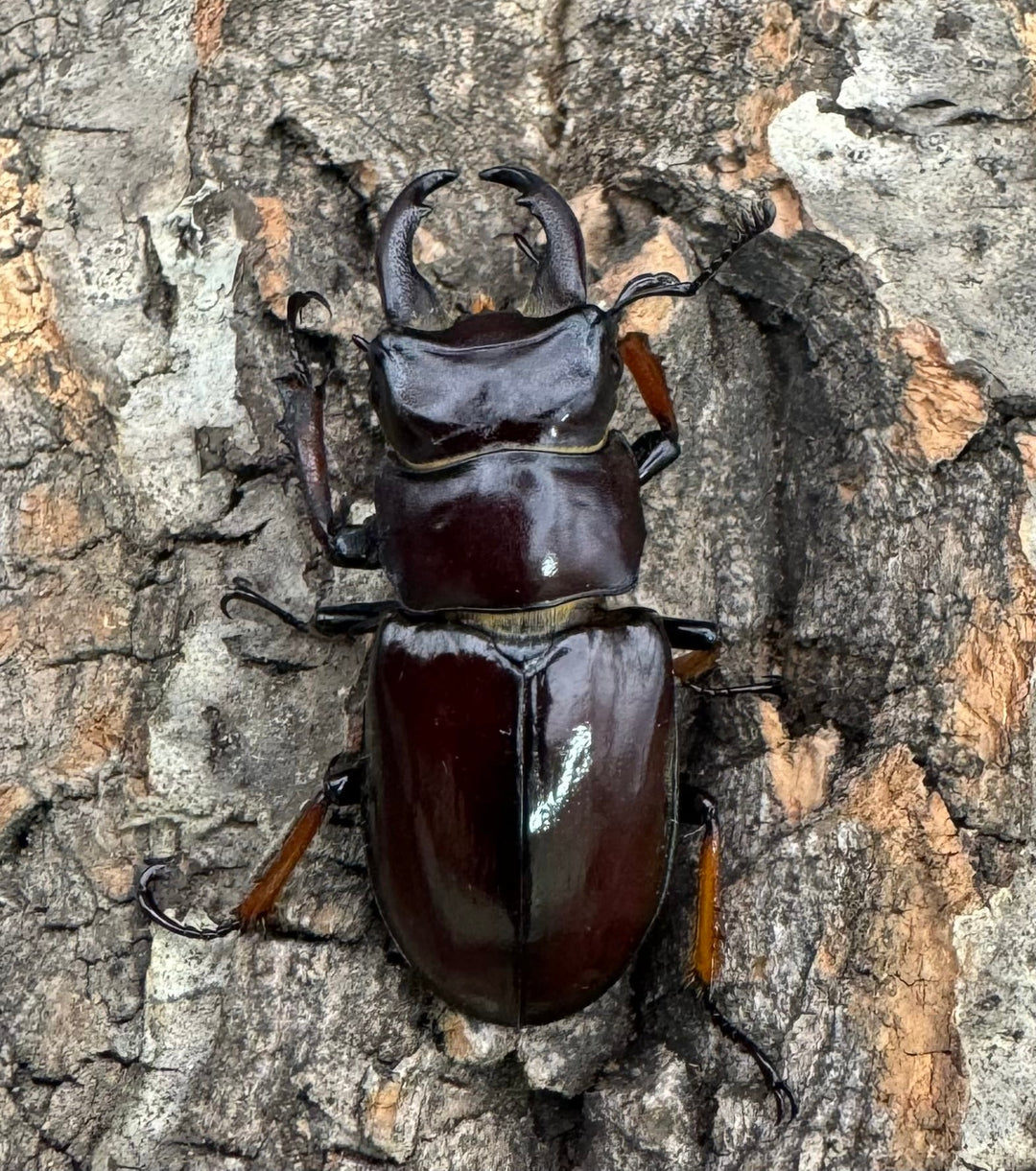 【WD】《イミタトールミヤマ（イミテーターミヤマ） 大型 ペア》